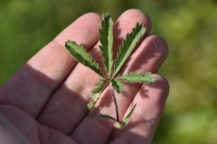 Potentilla hirta