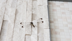Libellula flavida