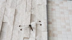 Libellula flavida
