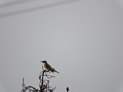 Pitangus sulphuratus