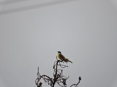 Pitangus sulphuratus