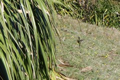 Sephanoides sephaniodes