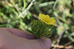 Potentilla hirta