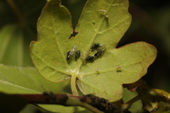 Periphyllus testudinaceus