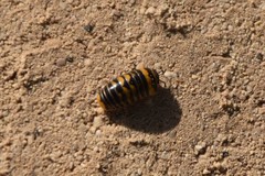 Glomeris pulchra