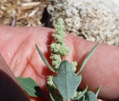 Chenopodium incanum