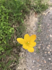 Zephyranthes pulchella