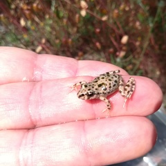 Pelodytes atlanticus