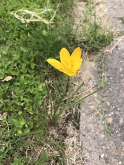 Zephyranthes pulchella