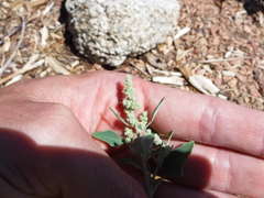 Chenopodium incanum