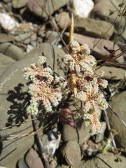 Chaetonychia cymosa