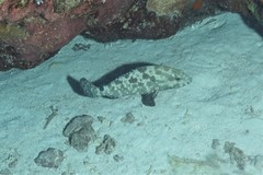 Epinephelus polyphekadion