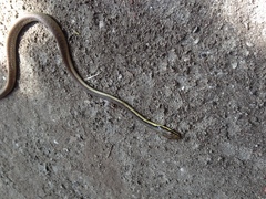 Dendrelaphis calligaster
