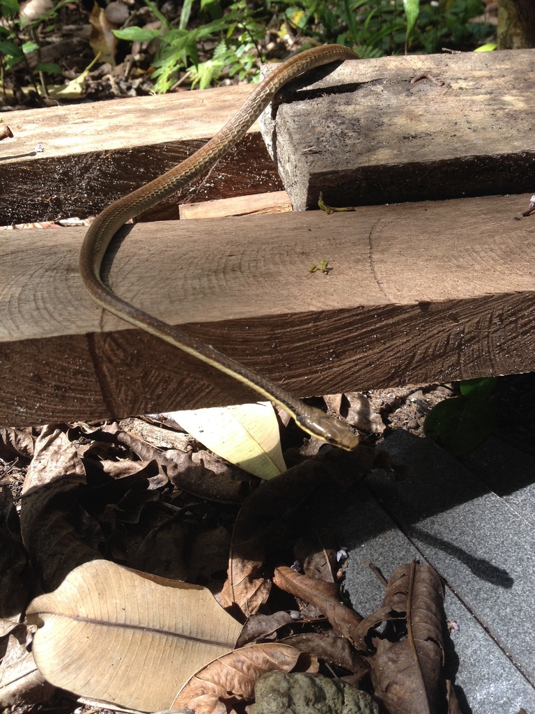 Green Treesnake