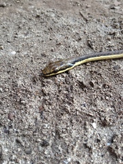 Dendrelaphis calligaster