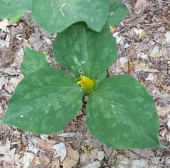 Trillium luteum