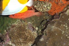 Cephalopholis spiloparaea