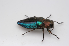 Chrysobothris affinis