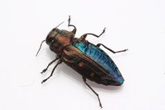 Chrysobothris affinis