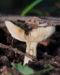 Russula neerimea