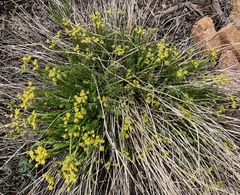 Cymopterus anisatus