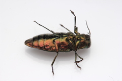Chrysobothris affinis