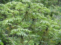 Cecropia obtusifolia image