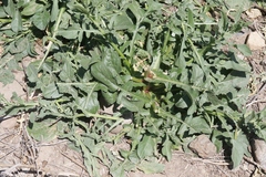 Centaurea diluta