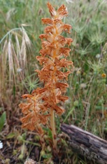 Orobanche amethystea amethystea