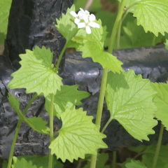Alliaria petiolata