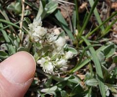 Antennaria marginata