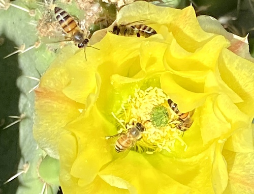 iNaturalist observation photo of Western Honey Bee