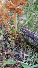 Orobanche amethystea amethystea