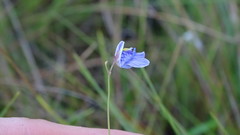 Utricularia hispida