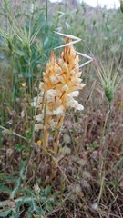 Orobanche amethystea amethystea