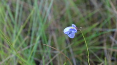 Utricularia hispida