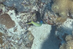 Hoplolatilus starcki