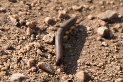 Acanthoiulus fuscipes