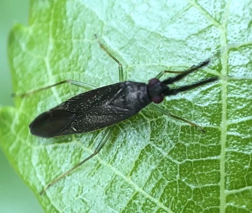 Common Flathorn Plant Bug photo 5