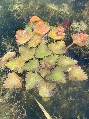 Trapa natans bispinosa