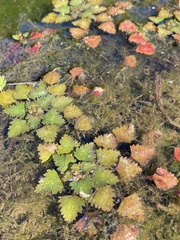 Trapa natans bispinosa