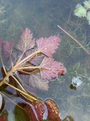 Trapa natans bispinosa