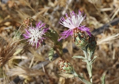 Centaurea diluta