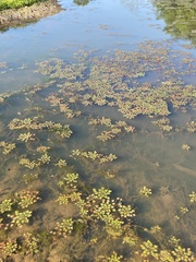 Trapa natans bispinosa