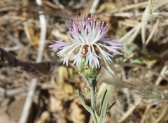 Centaurea diluta