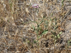 Centaurea diluta