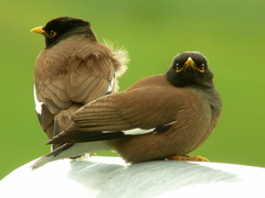 Common Myna photo 5