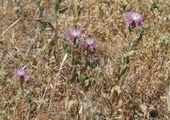 Centaurea diluta