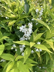 Deutzia gracilis