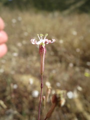Silene portensis